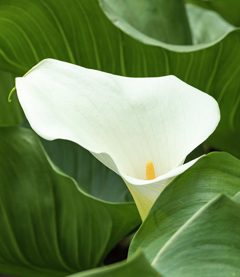Lily Photograph - Calla Lily, International Rose Test by William Sutton