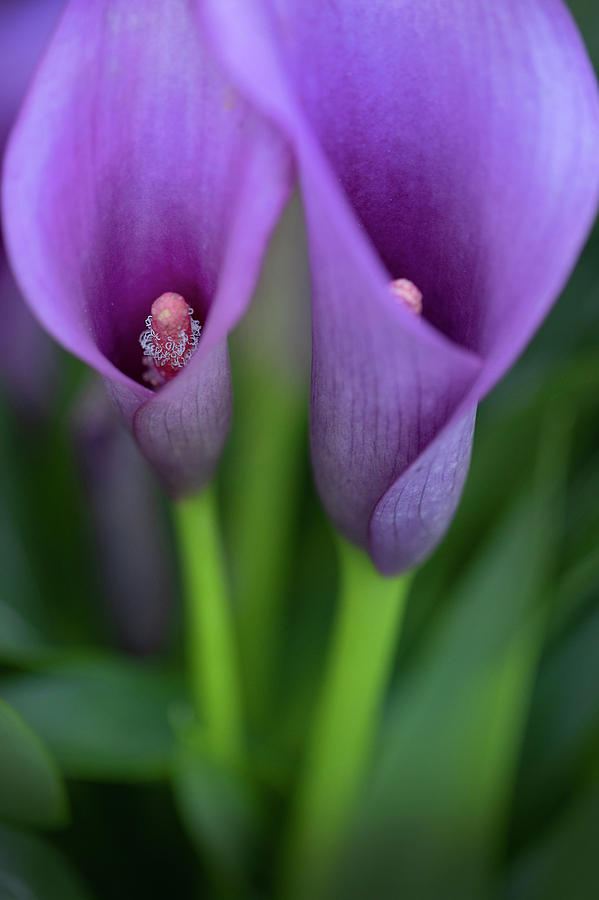 Calla Lily by John Rodrigues Calla Lily by John Rodrigues