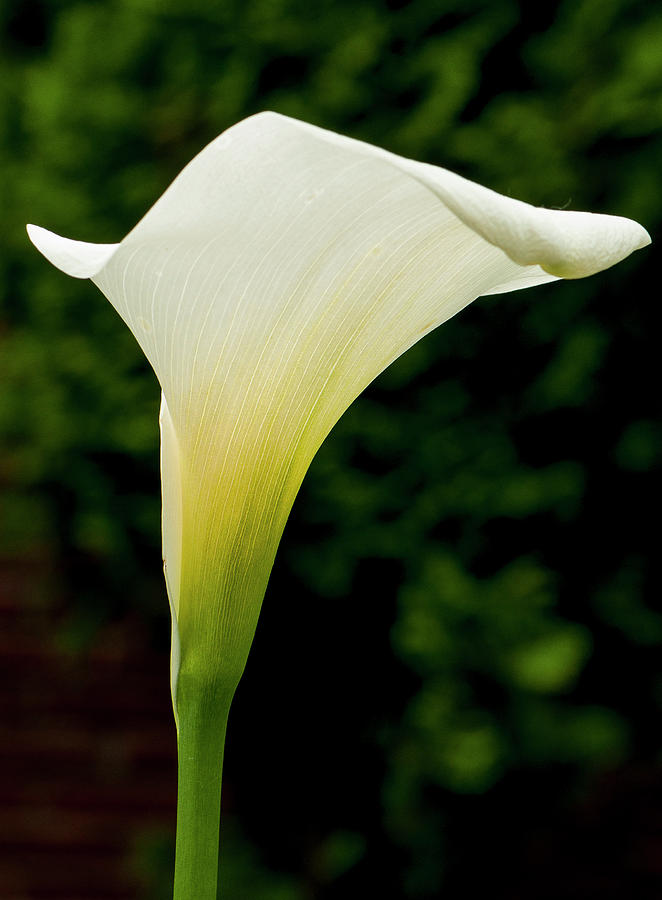 Calla Lily Photograph by Patricia Teel