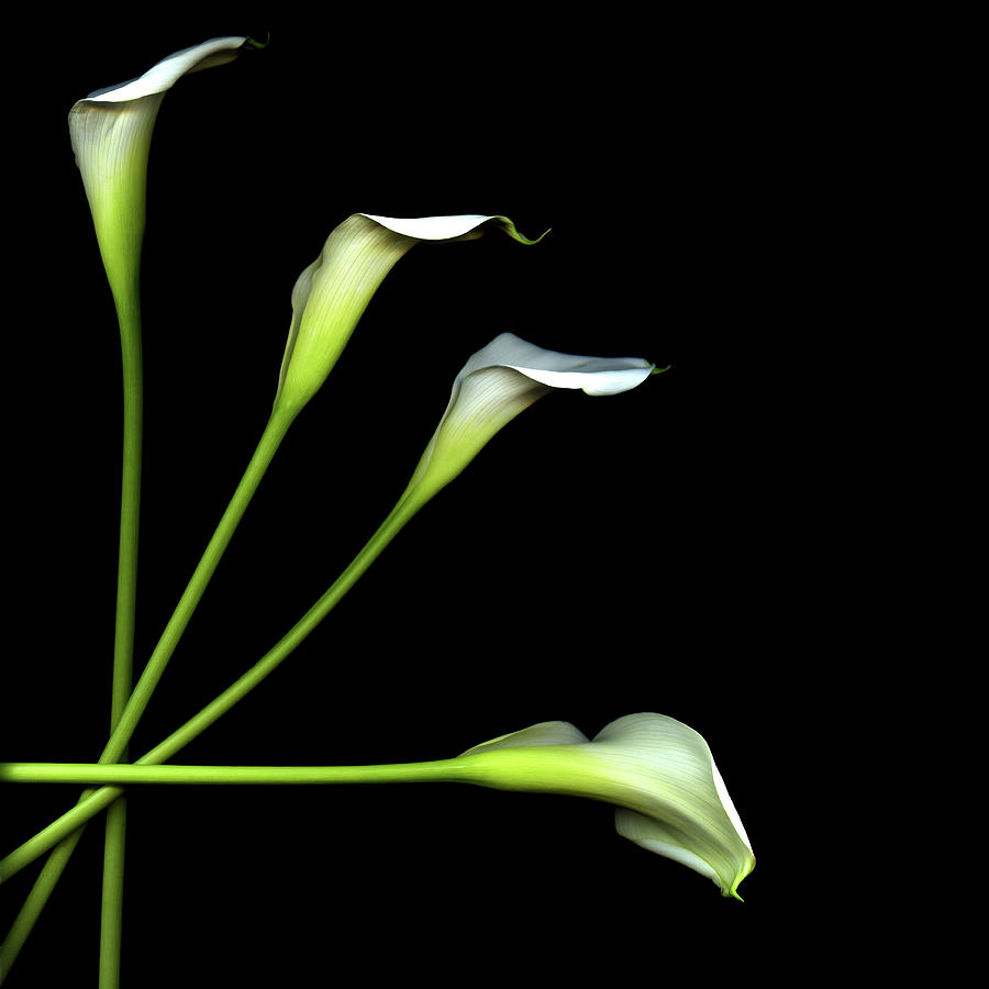Calla Lily Photograph by Photograph By Magda Indigo