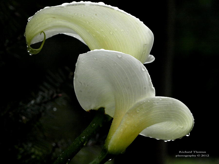 Calla Lily Power Outage Photograph by Richard Thomas