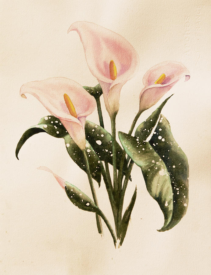Calla Lilys Painting by Heidi E Nelson