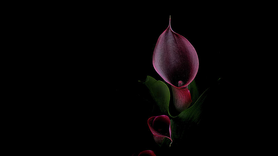 Calla out of Darkness Photograph by Carl H Payne
