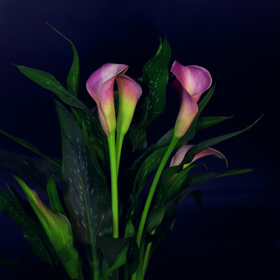 Callas Flowers Photograph by Istvan Kadar Photography