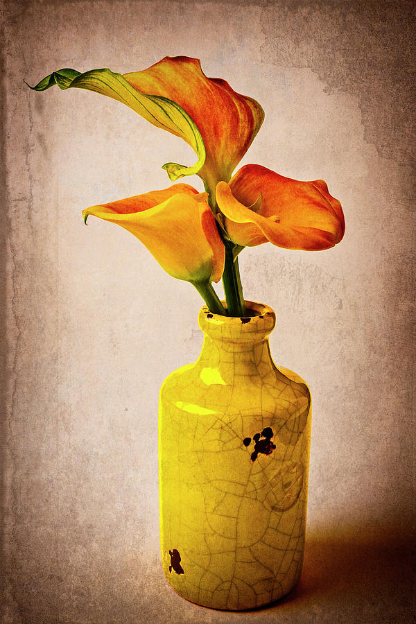 Callies In Yellow Vase Photograph by Garry Gay