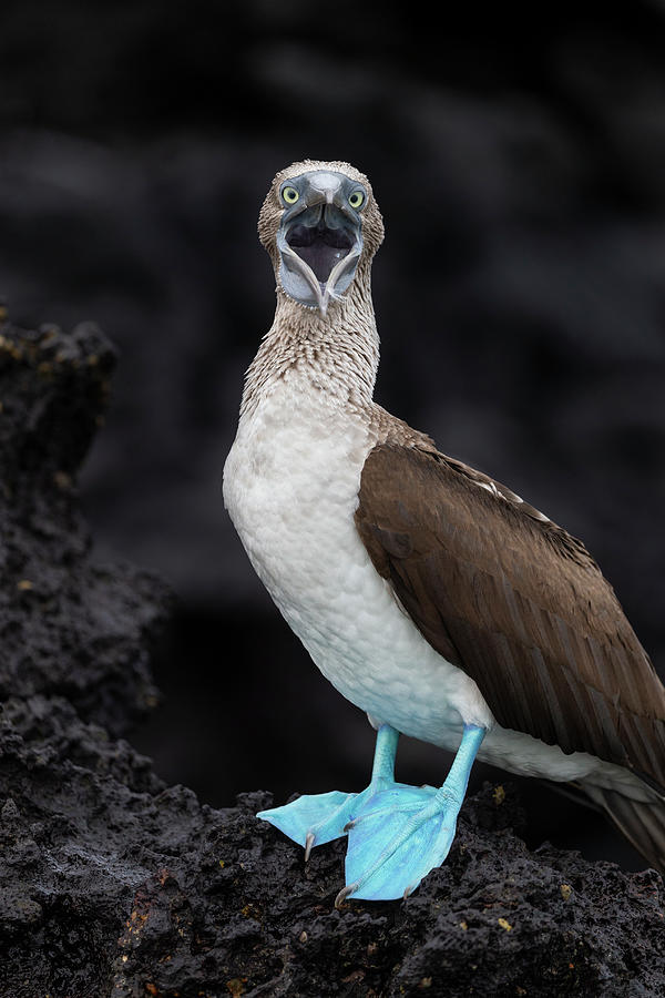 Calling Blue Footed Booby Photograph by Suzi Eszterhas