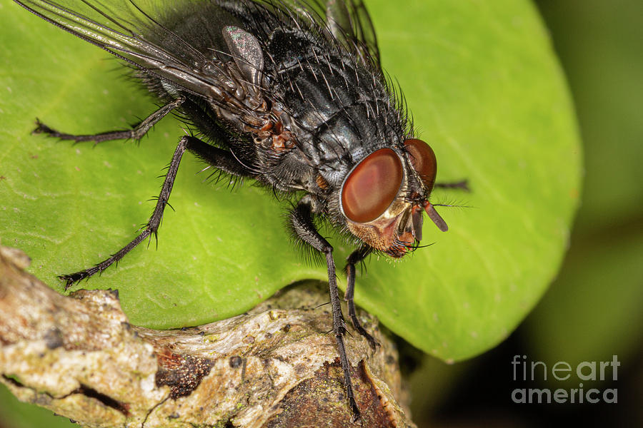 Calliphora Vincina by Brian Roscorla Calliphora Vincina by Brian Roscorla