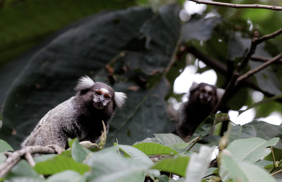 Callithrix Monkeys Are Seen in an Photograph by Paulo Whitaker - Fine ...