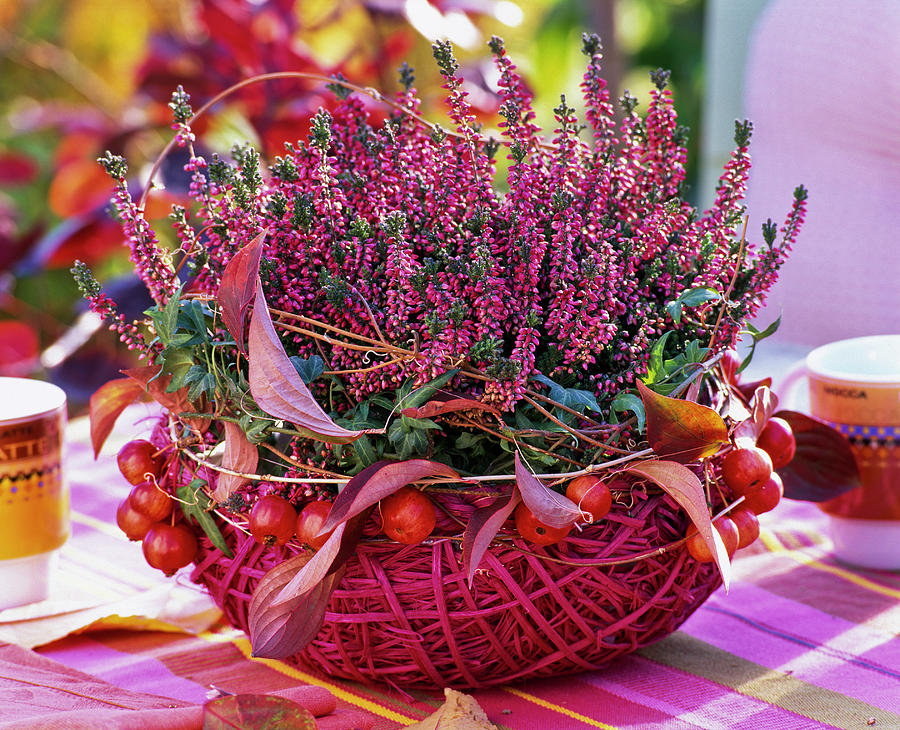 Calluna 'garden Girls' budding Broom Heath Photograph by Friedrich ...