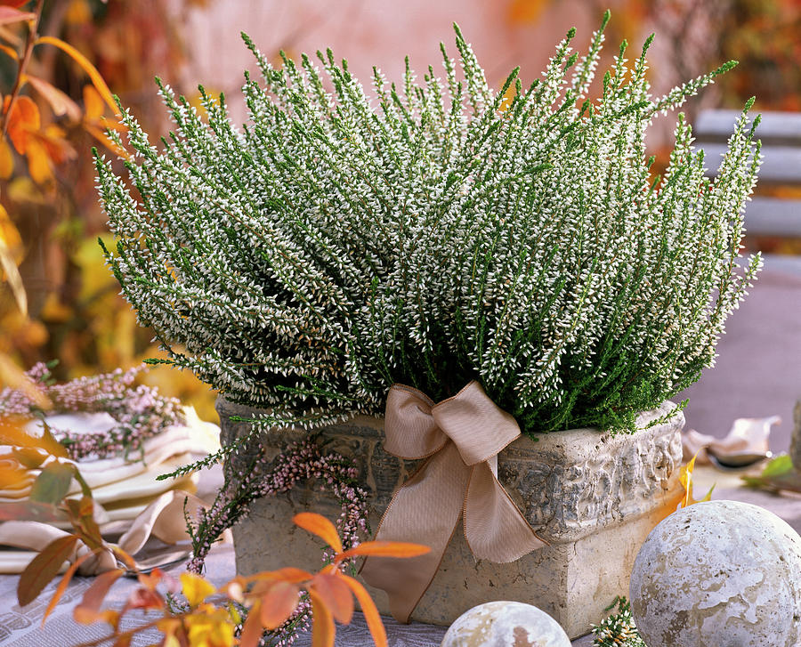 Calluna Garden Girls 'melanie' budding Broom Heath Photograph by ...