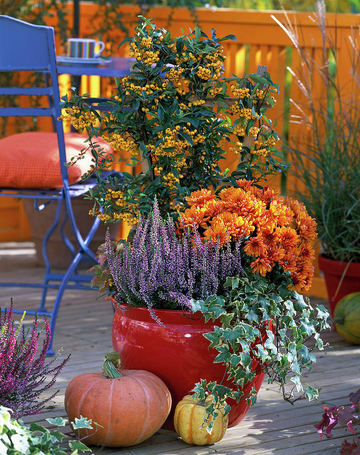 Calluna 'marlies', Chrysanthemum Yahou 'luron' Photograph by Friedrich ...