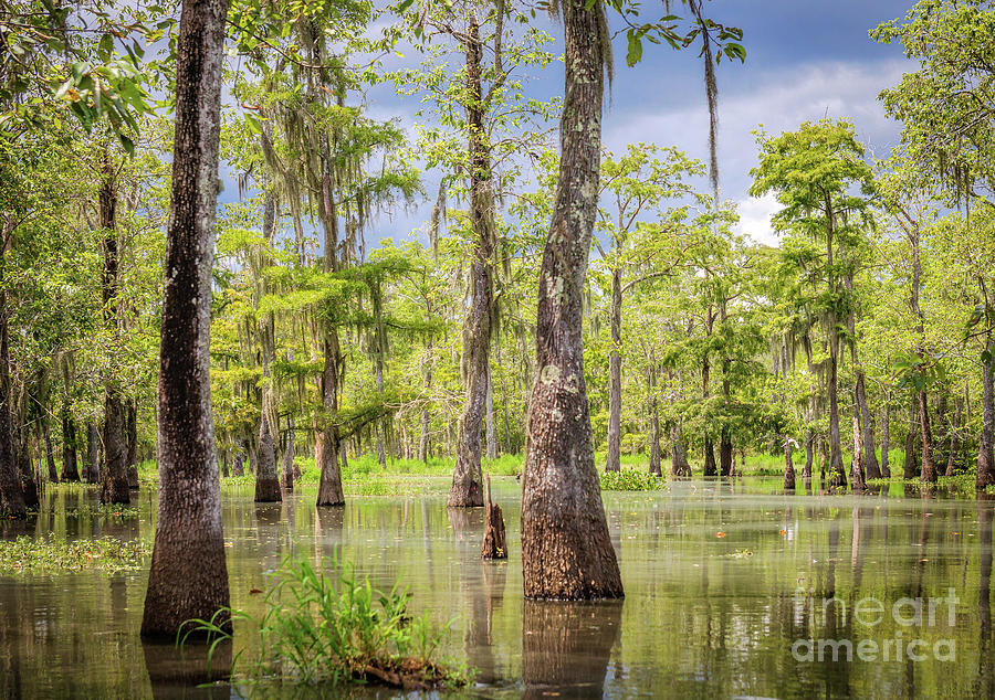 Calm In The Swamp Photograph