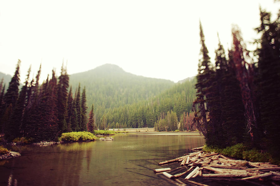 Calm Logged Overcast Tilt Shifted Lake Photograph by Kevinruss