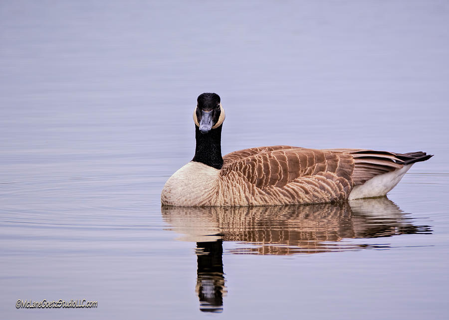 Calm Water Goose Photograph by LeeAnn McLaneGoetz McLaneGoetzStudioLLCcom