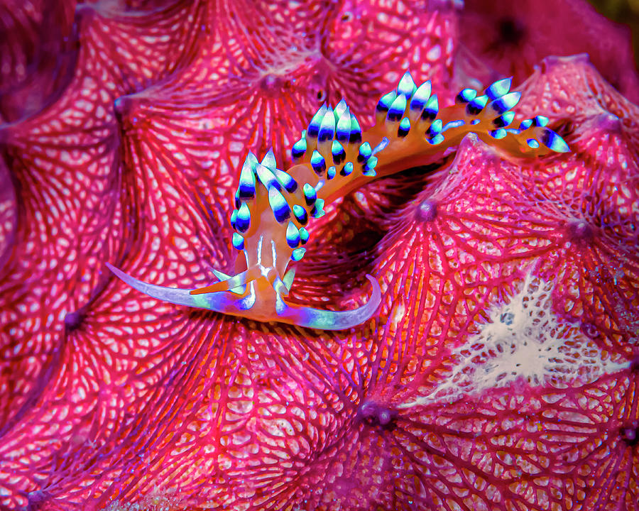 Caloria Indica Nudibranch, Kimbe Bay Photograph by Bruce Shafer