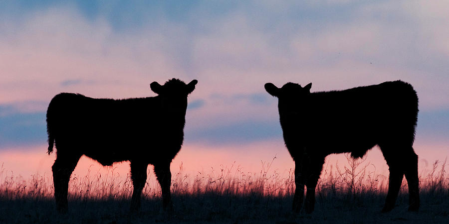 Calves after Sunset 02 Photograph by Rob Graham