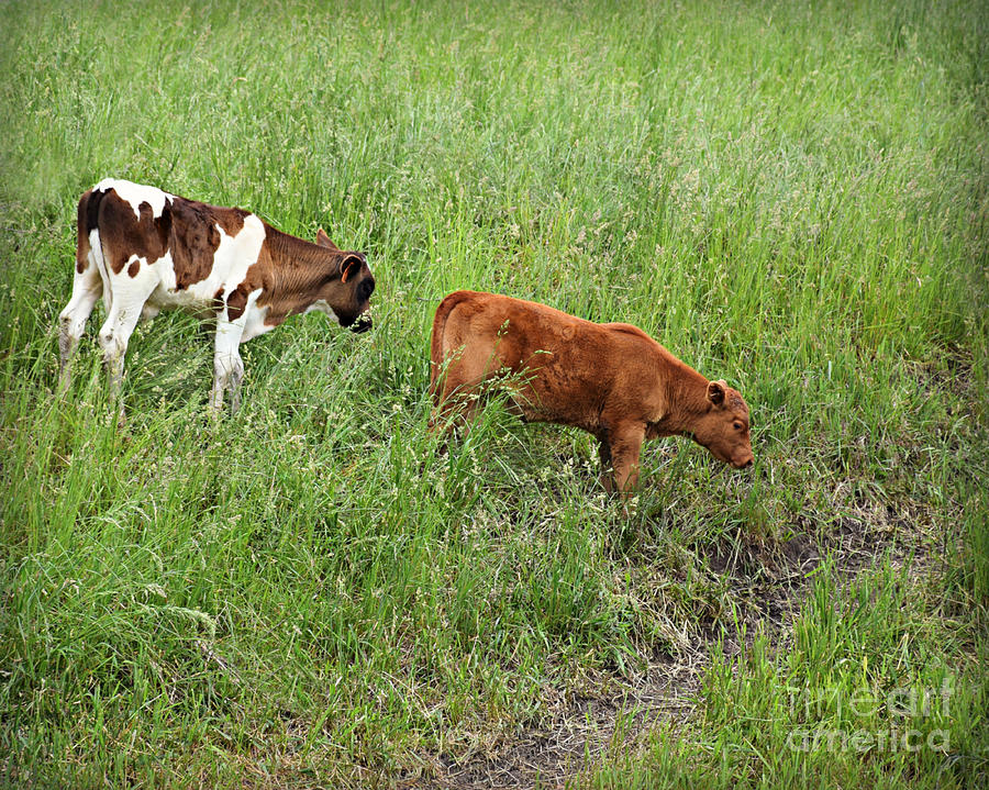 Calves Hiking Photograph by Kathy M Krause