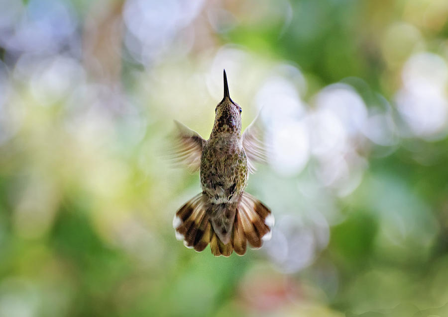 Nature Photograph - Calypte Anna - Hummingbird by Derek Galon Ma