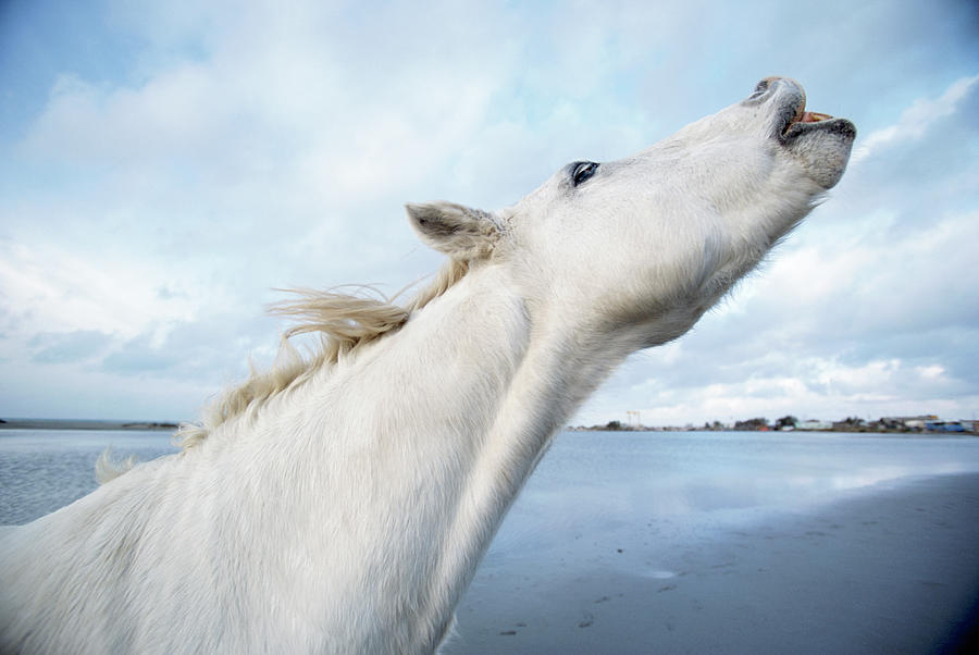 Camargue Horse, Equus Caballus, France Photograph by Art Wolfe