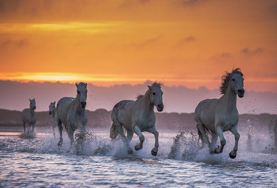 Nature Digital Art - Camargue Horses by Beniamino Pisati