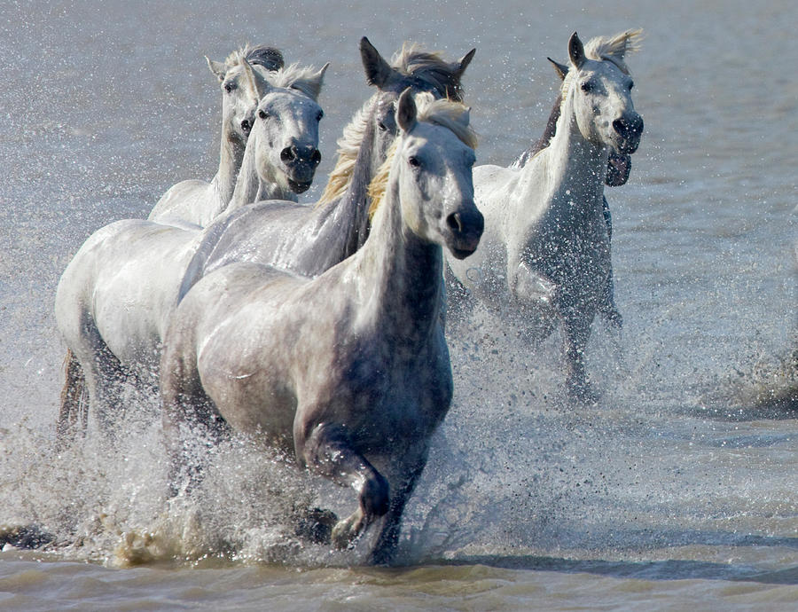 Camargue Horses, France Photograph by Keren Su