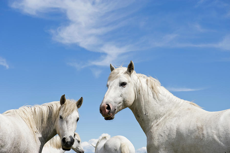 Camargue Horses Photograph by Franz Aberham
