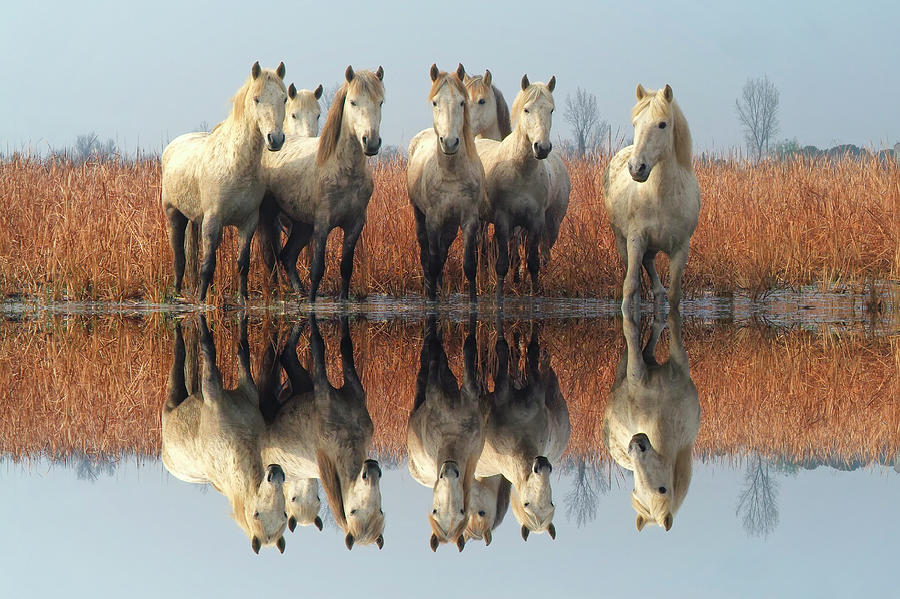 Camargue Horses Photograph by Gabrielle Therin-weise