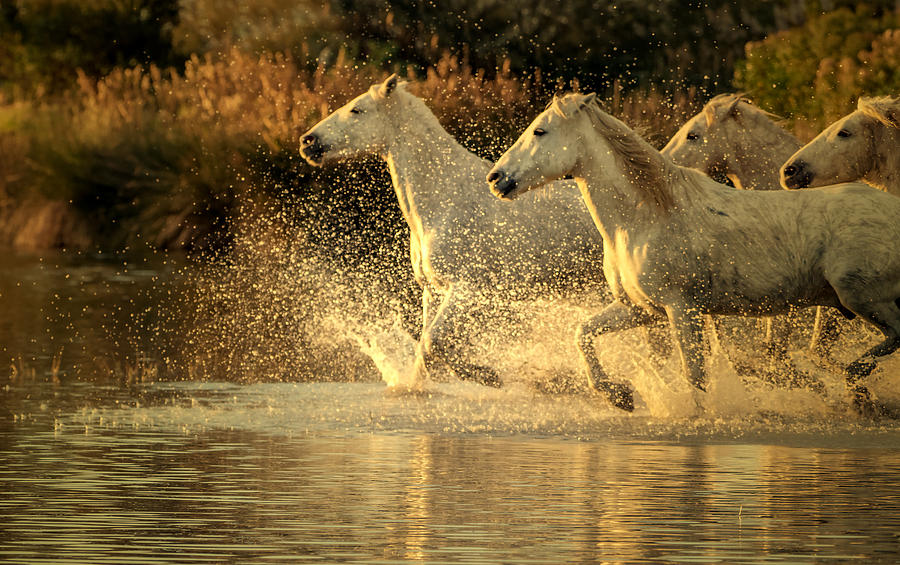 Wildlife Photograph - Camargue Horses by Isabelle Dupont