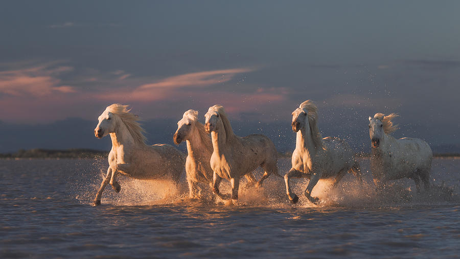 Horse Photograph - Camargue Horses On Sunset by Rostovskiy Anton
