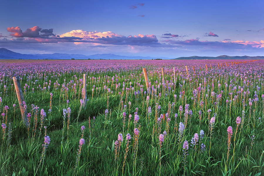 Idaho Photograph - Camas Marsh Spring Sunrise by Leland D Howard Idaho Photograph - Camas Marsh Spring Sunrise by Leland D Howard
