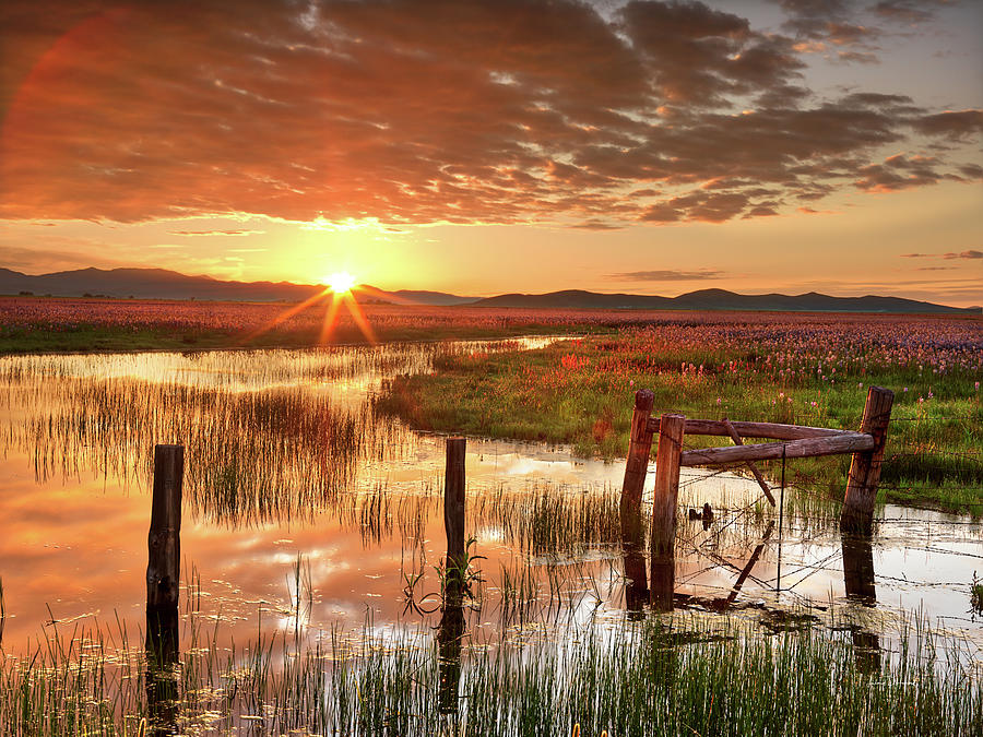 Camas Prairie Brillance by Leland D Howard Camas Prairie Brillance by Leland D Howard
