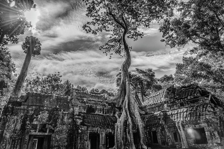 Cambodia, Siem Reap, Ta Prohm Digital Art by Stefano Coltelli