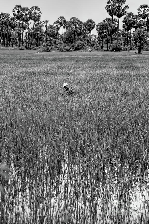 Cambodian Boy Rice Fields Black White  Photograph by Chuck Kuhn