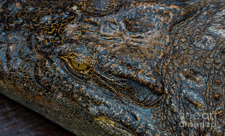 Cambodian Croc-Signed-2335 Photograph by J L Woody Wooden