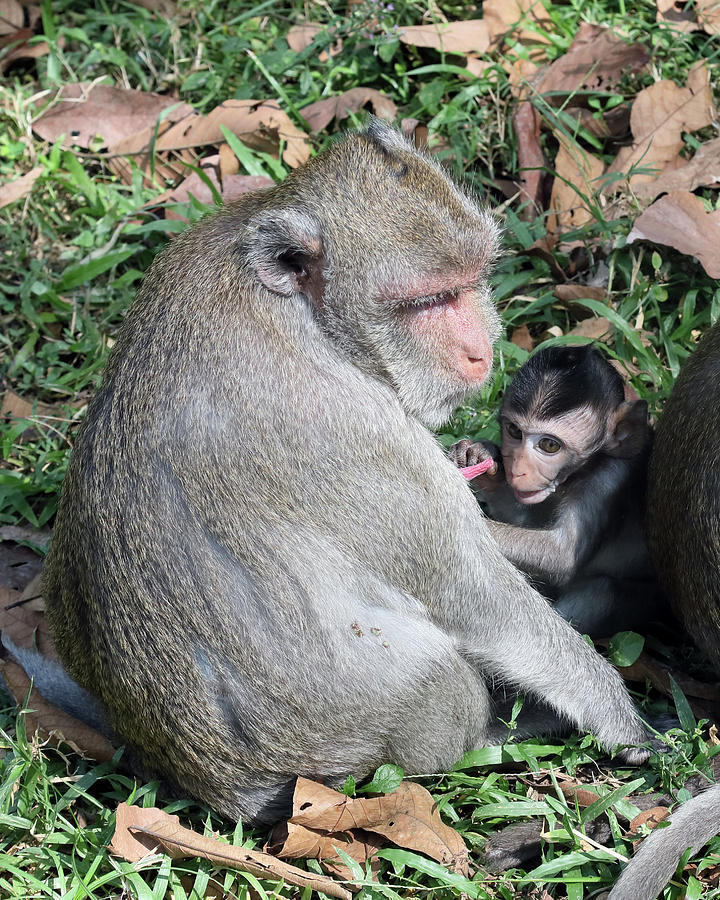 Cambodian Monkeys Photograph by Michael Riley - Pixels