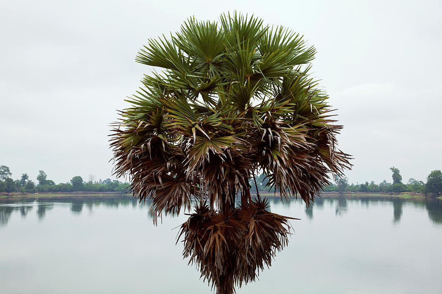 Cambodian Palm Tree Photograph by Julian Ward