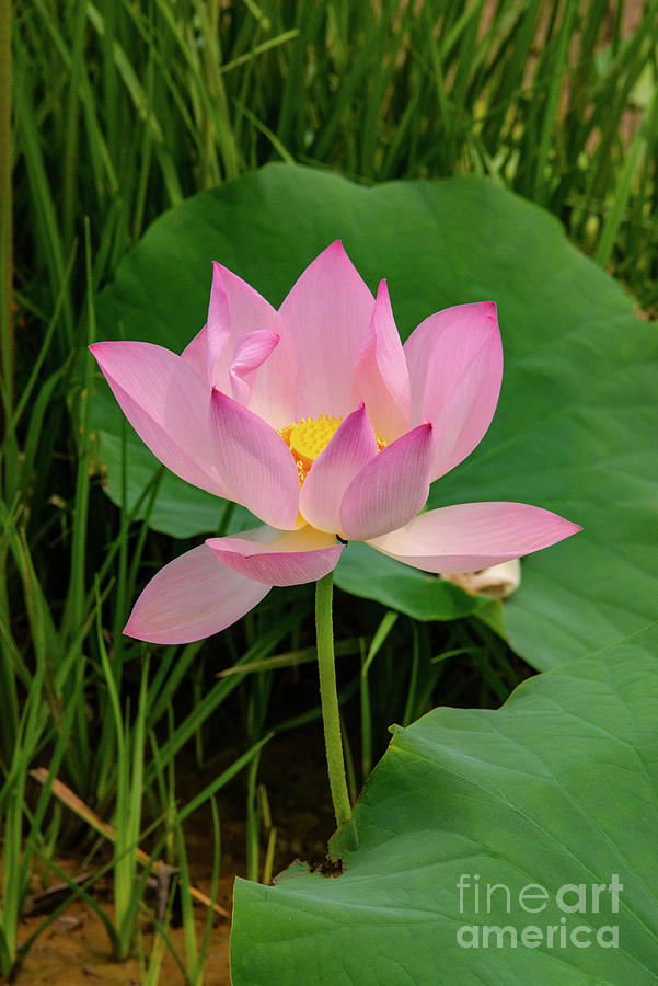 Cambodian Single Lotus Bloom Photograph by Bob Phillips