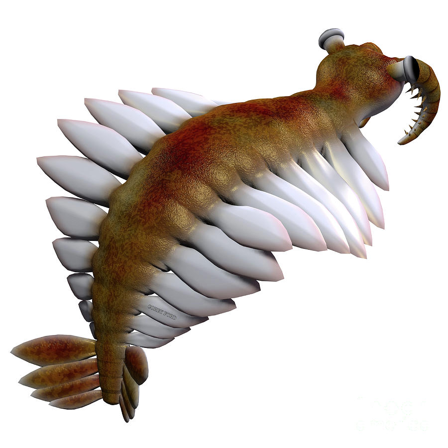 Cambrian Anomalocaris Tail Digital Art by Corey Ford