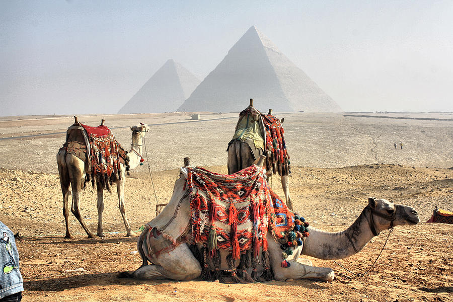Camel And Pyramids, Caro, Egypt Photograph by Oudi