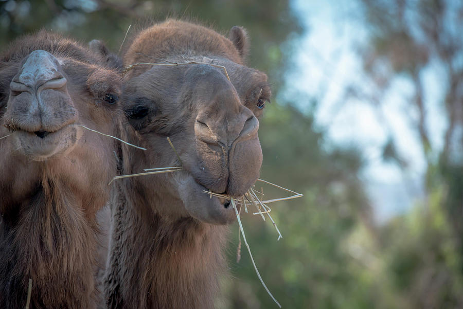 Camel Bros. Photograph by Debra Kewley