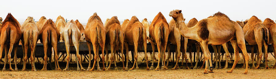 Camel Butts Photograph by Joerg Reichel
