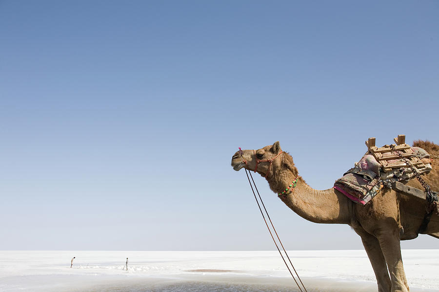 Camel By Salt Lake Photograph by Eriko Koga