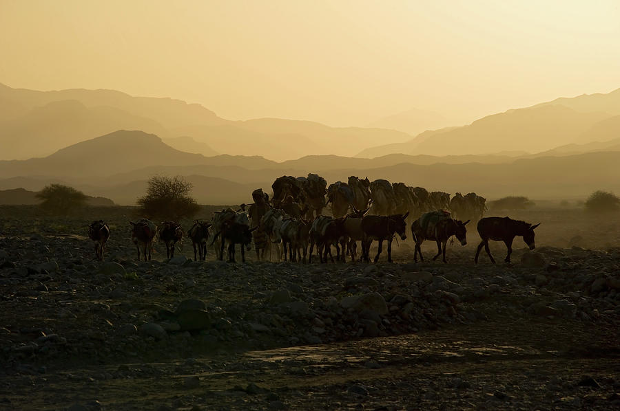 Camel Caravan Against The Sunset Photograph by Guenterguni
