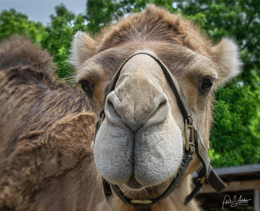 Camel closeup Photograph by Phil S Addis