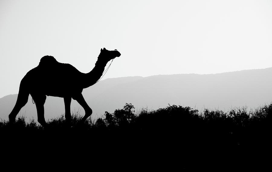 Camel Photograph by Devansh Jhaveri