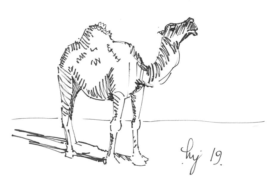 Camel Drawing Drawing by Mike Jory