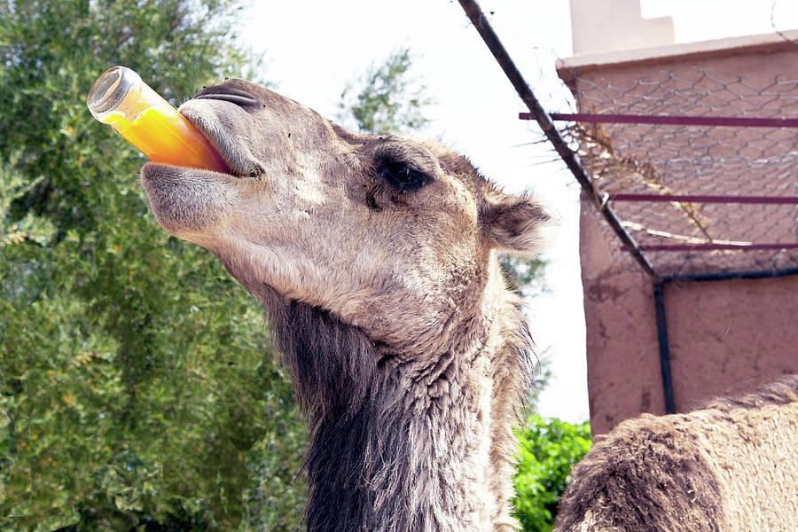 Camel Drinking Juice, Agdz, Morocco Digital Art by Bruno Cossa