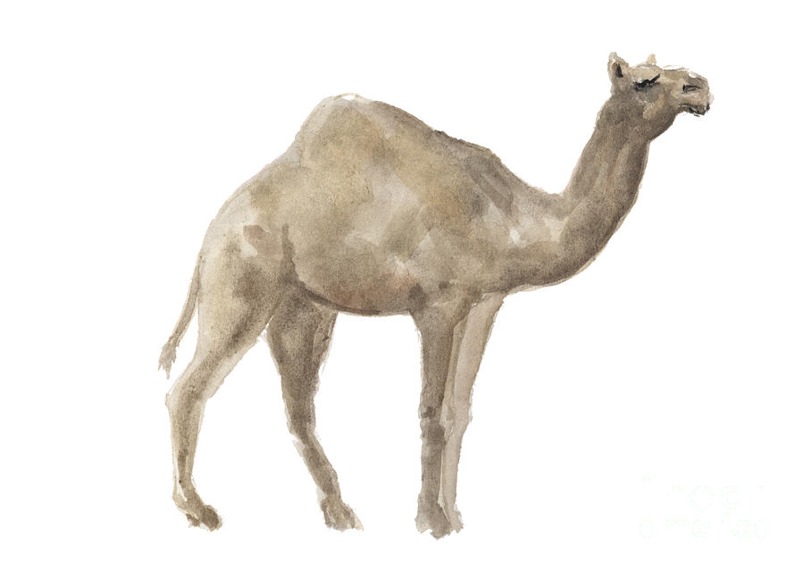 Camel Dromedary Watercolor Poster Simplicity Nature Home Decor