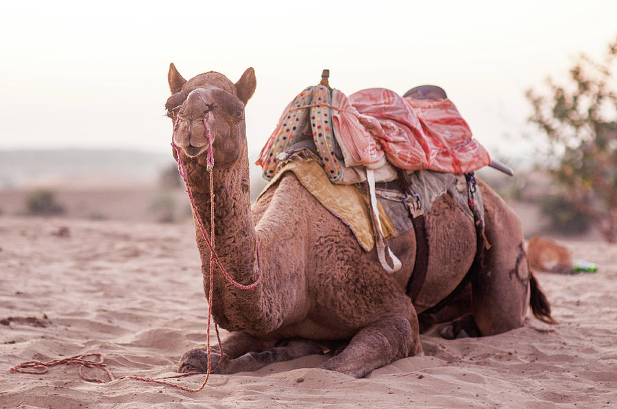 Camel Photograph by Flash Parker Camel Photograph by Flash Parker