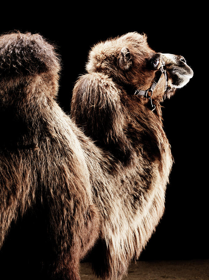 Camel Photograph by Henrik Sorensen